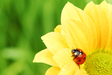 ladybug on yellow flower