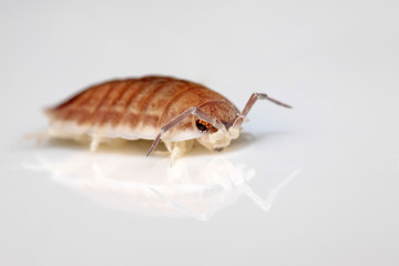 porcellio