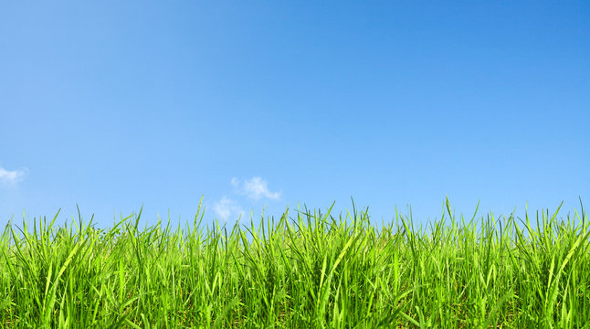 Green grass and clear sky