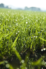 grass tree green field summer