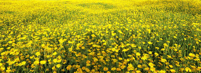 Obraz premium Spring blossom of daisies
