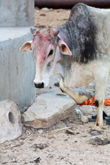 Świątynia małp w Galcie, Indie © marsyk