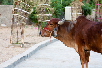 Świątynia małp w Galcie, Indie © marsyk
