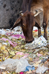 Krowa i śmieci, Indie