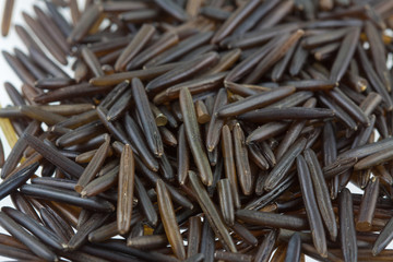 riz sauvage ou riz noir, zizanie des marais, Zizania palustris