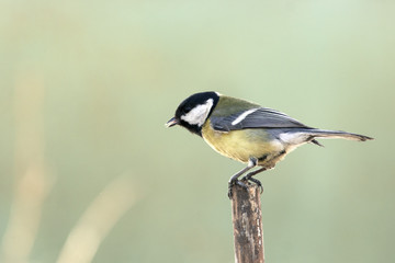 Great tit on little stump