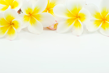 frangipani flower on white background