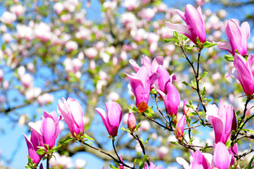 magnolia