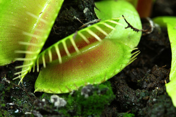 Venus flytrap
