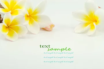 Foto op Plexiglas frangipanibloem op witte achtergrond © rattanapat wingpud