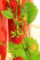 Wild strawberry