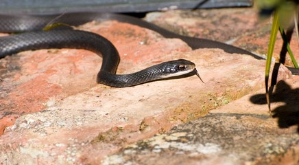 Closeup of Black Snake on Garden Wall