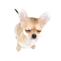 cute chihuahua puppy with closed eyes