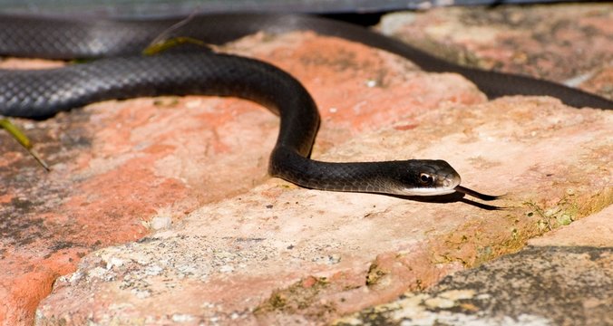 Black Snake on Garden Wall