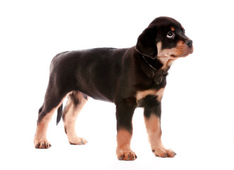 Obraz premium Rottweiler puppy.