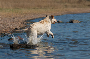Labrador springt ins Wasser