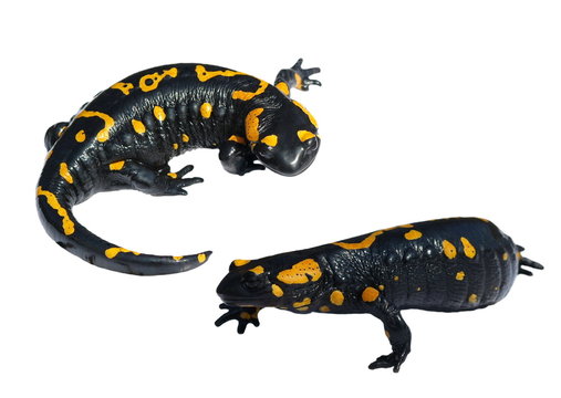 Set Salamander isolated on white background