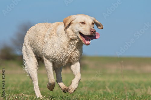 "lachender Hund" Stockfotos und lizenzfreie Bilder auf