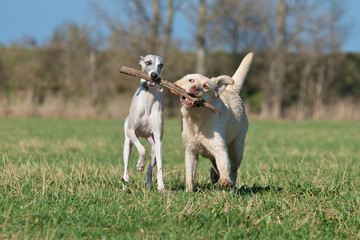 Zwei hübsche Hunde mit Stock