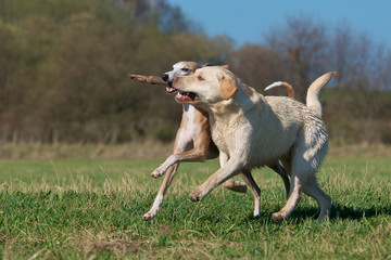 Zwei hübsche Hunde laufen mit Stock