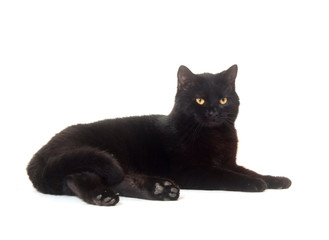 Black cat resting