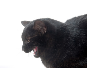 Black cat meowing on white background