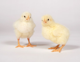 Two baby chicks