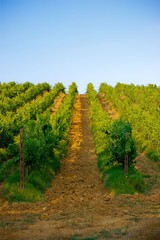 Naklejka premium vigneto toscano