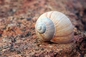 Pink Conch on pink granite