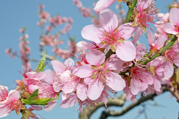 pink peach flowers bloom in spring in the Italian hills