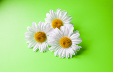 trio de marguerites