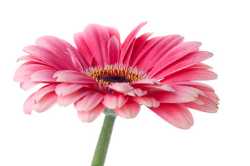 Pink gerbera flower on stem