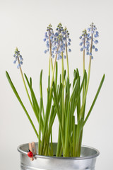Muscari flowers