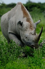 Obraz premium Nashorn