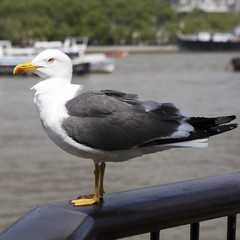 Seagull