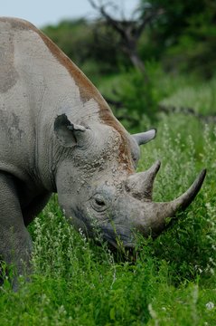 Nashorn