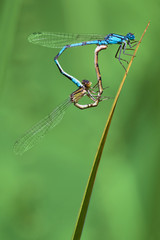 Pair of Damsel Flies Mating