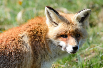 red fox (lat. vulpes vulpes)