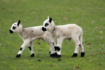 newborn lamb twin in spring time © fotografie4you.eu