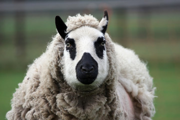 close up of a kerry hill ewe