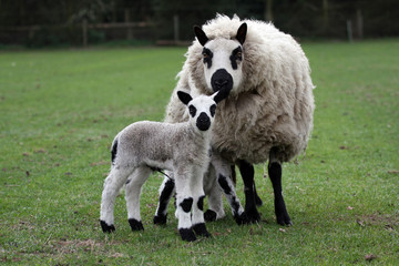 ewe with newborn lamb twin