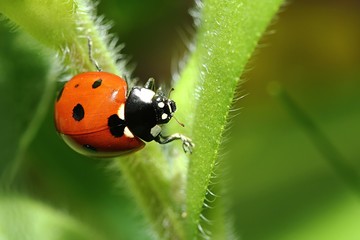 Coccinelle