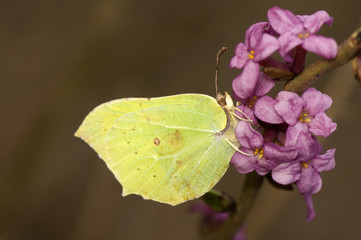 Gonepteryx rhamni and Daphne mezereum