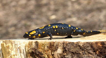 Fire Salamander, Salamandra maculosa