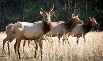 Elk Wildlife Photography in Great Smoky Mountains National Park