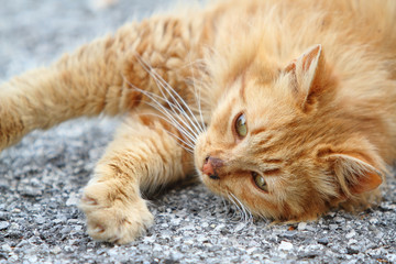 Fototapeta na wymiar gatto rosso, che si stiracchia