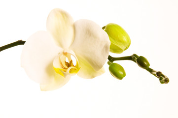 White orchid on white