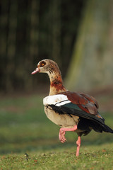 Nilgans (Alopochen aegyptiacus)