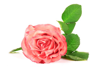 pink rose closeup isolated on white