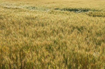 rye field
